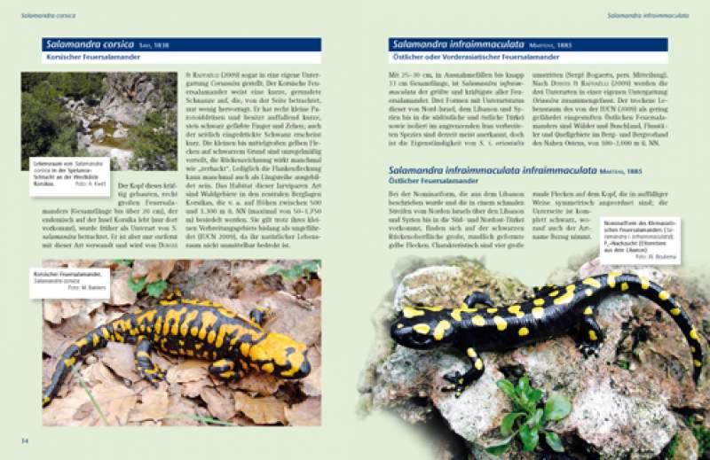 Preview: Feuersalamander